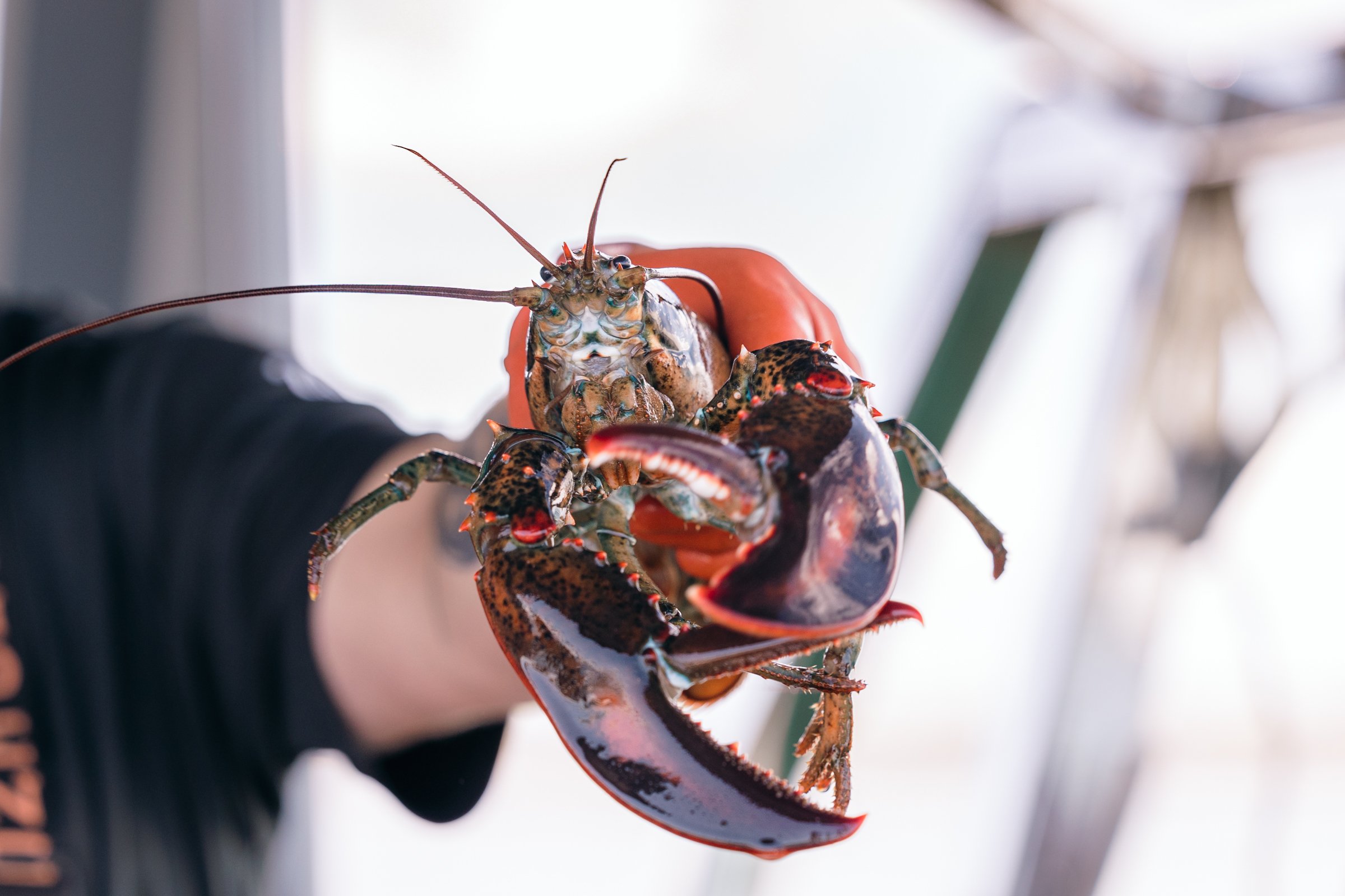 Acadia-National-park-how-to-elope-lobster-boat-tour-maine-MoonRisingPhotography-2481.jpg